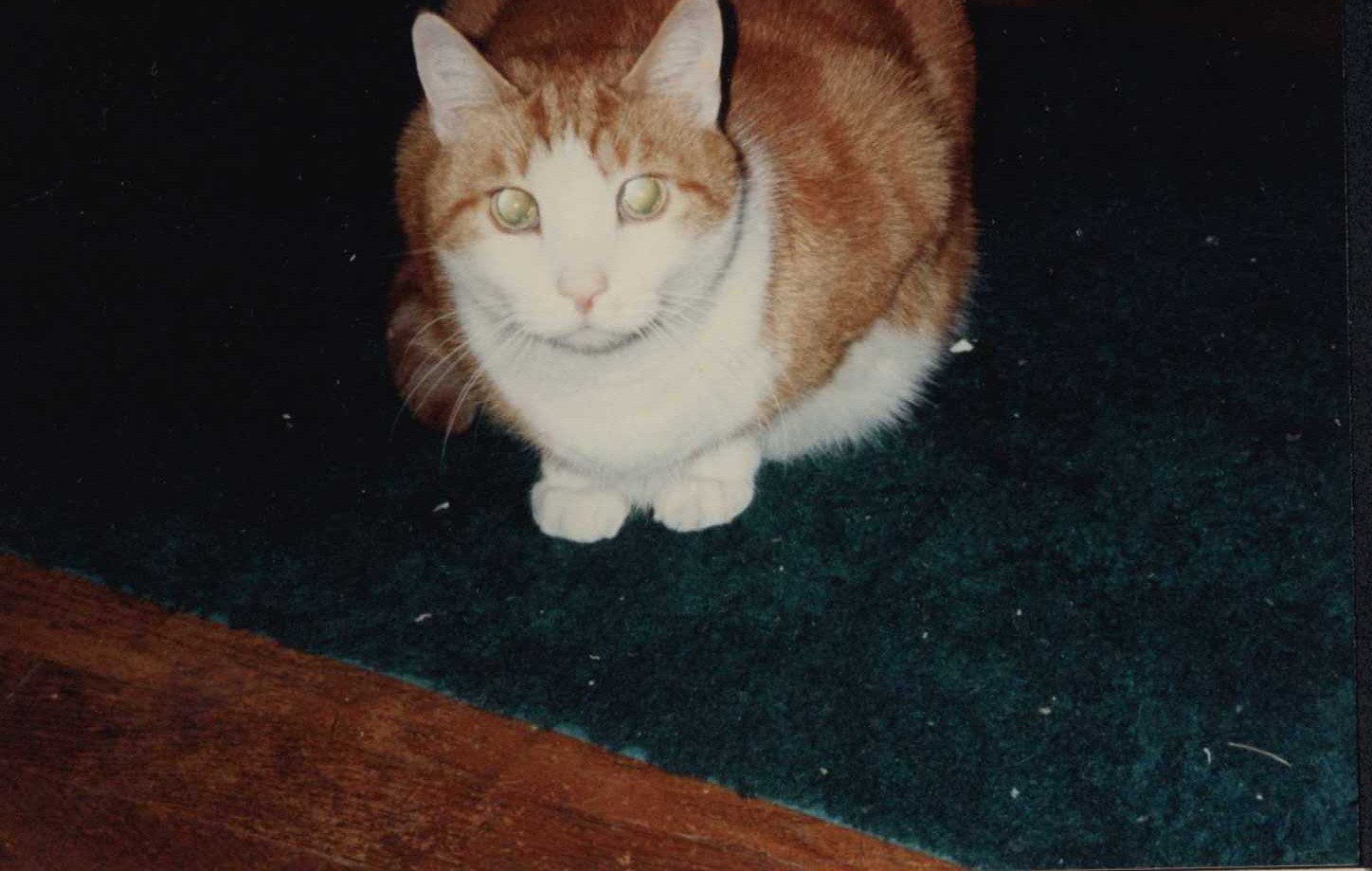Marmalade the Cat