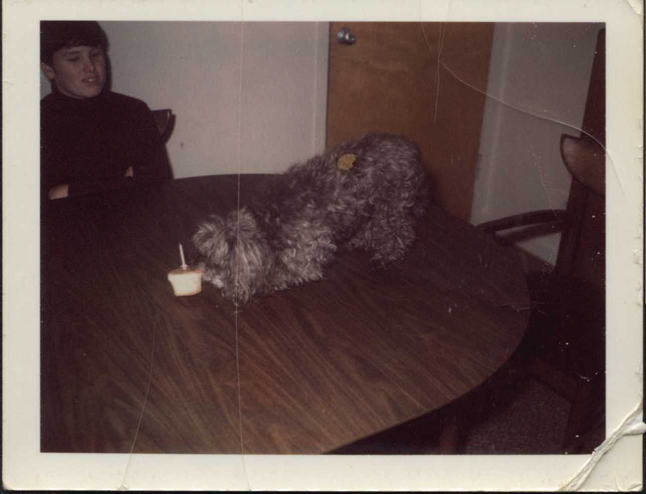 Bud Watching A Dog Eat a Birthday Cake, undated